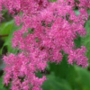 Filipendula rubra Venusta - abriachan nurseries